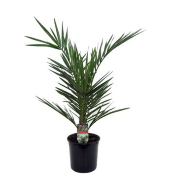 image PHOENIX CANARIENSIS
