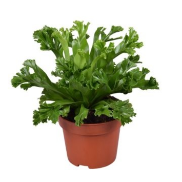 image ASPLENIUM LESLEY