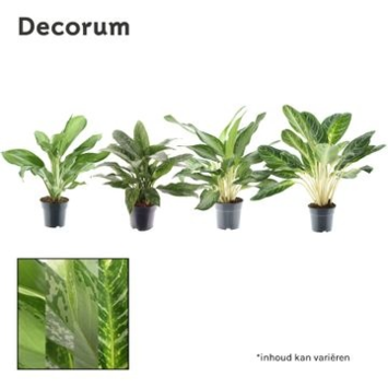 image AGLAONEMA VARIES