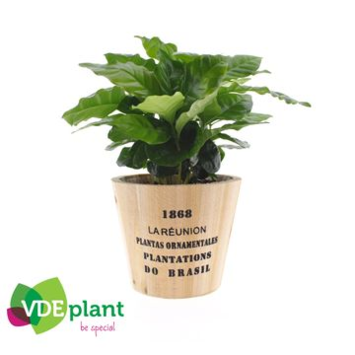 image COFFEA ARABICA P BOIS