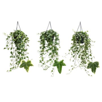image HEDERA PANACHE VARIES SUSP