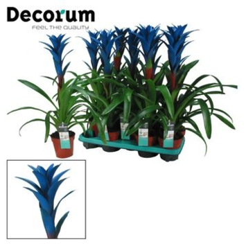 image GUZMANIA OCEAN BLUE DECORUM
