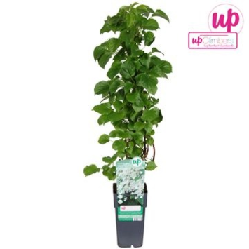 image HORTENSIA PETIOLARIS