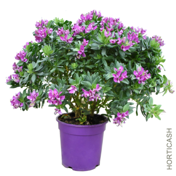 image POLYGALA MYRTIFOLIA P COLORE