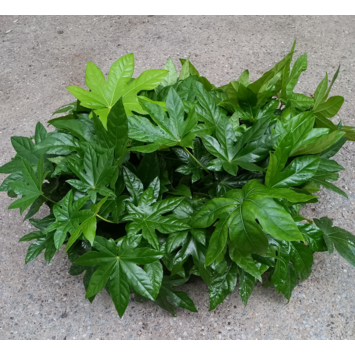 image ARALIA SIEBOLDI