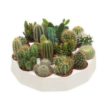 image CACTUS VARIES