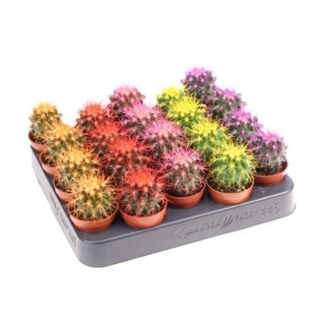 image CACTUS ECHINOCACTUS GRUSONII TEINTE VAR