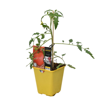 image TOMATE GREFFEE COEUR DE BOEUF