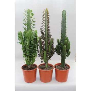 image EUPHORBIA DESERT
