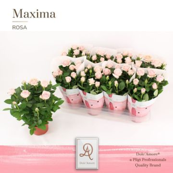 image ROSIER AMOROSA ROSE
