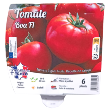 image TOMATE BOA BQ6