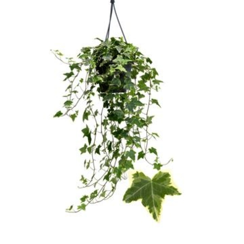 image HEDERA GOLDCHILD PANACHE JAUNE SUSP