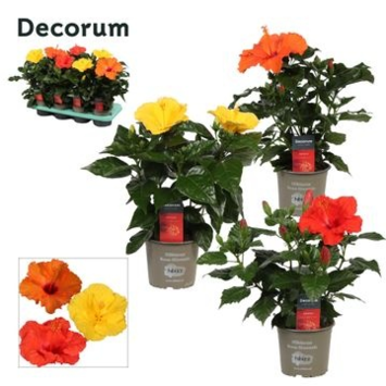 image HIBISCUS VARIES