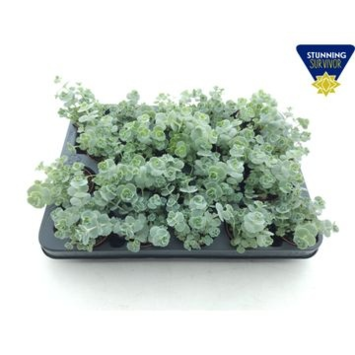 image SEDUM