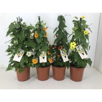 image THUNBERGIA ALATA VARIES