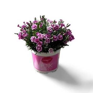image OEILLET PINK KISSES