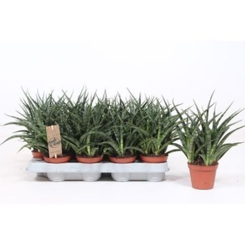 image SANSEVIERIA FERNWOOD PUNK