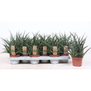 image SANSEVIERIA FERNWOOD PUNK