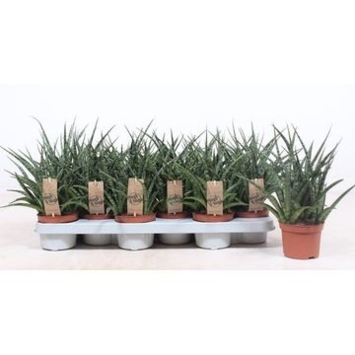 image SANSEVIERIA FERNWOOD PUNK