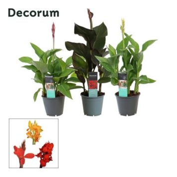 image CANNA ISLAND DECORUM