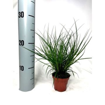 image CAREX BRUN VERT
