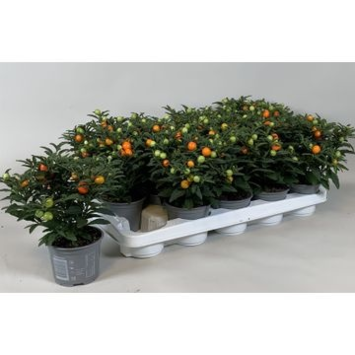 image SOLANUM