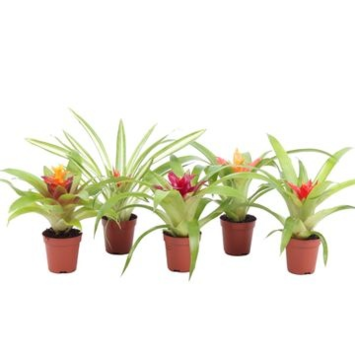 image GUZMANIA VARIES