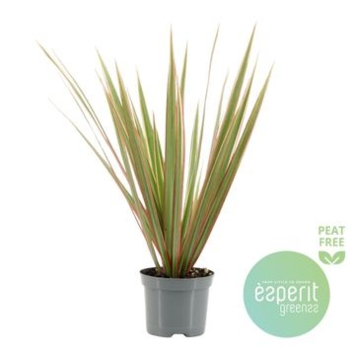 image DRACAENA BICOLOR