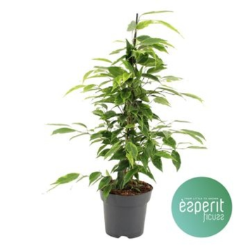 image FICUS ANASTASIA PYRAM