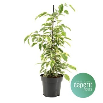 image FICUS SAMANTHA PYRAM