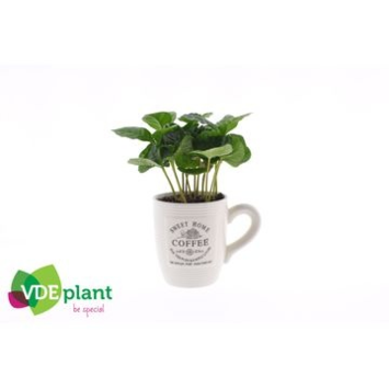 image COFFEA TASSE CERAM