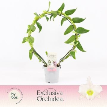image DENDROBIUM 2BR NOBILE BLANC ARCEAU