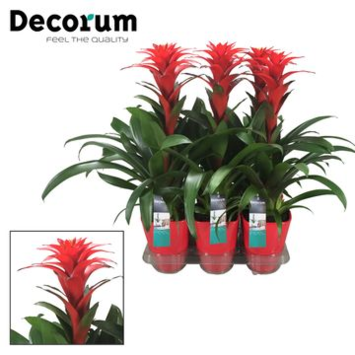 image GUZMANIA CALYPSO ROUGE CERAM
