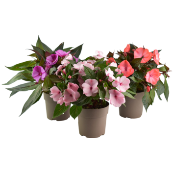 image IMPATIENS GUINEE P COLORE