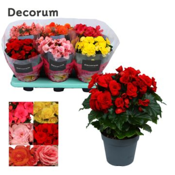 image BEGONIA VARIE DECORUM
