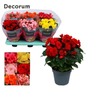 image BEGONIA VARIE DECORUM