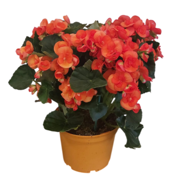 image BEGONIA RIEGGER P COLORE