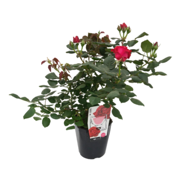 image ROSIER G FL PALISSE