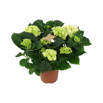 image HORTENSIA 5FL BLANC DECORUM
