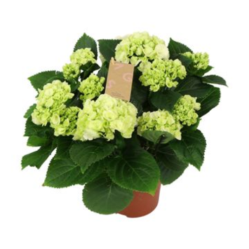 image HORTENSIA 7FL BLANC DECORUM