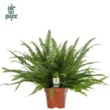 image NEPHROLEPIS GREEN LADY