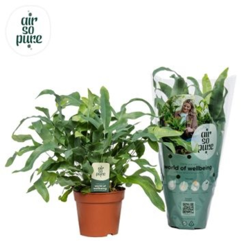 image PHLEBODIUM BLUE STAR AIR SO PURE