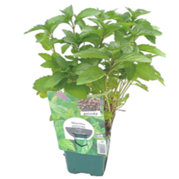 image MENTHE POIVREE
