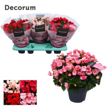 image BEGONIA BETULIA VARIE