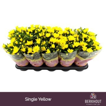 image DENDRANTHEMA HEAT YELLOW 3PP