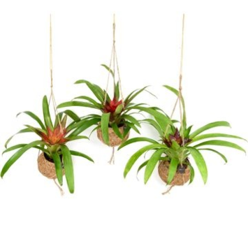 image BROMELIACEE KOKODAMA