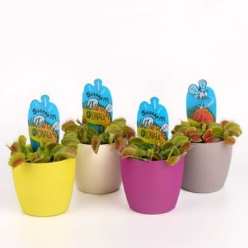 image DIONAEA MUSCIPULA P DECO