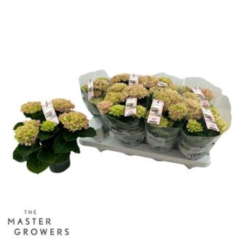 image HORTENSIA 3FL MAGICAL ROSE
