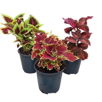image COLEUS