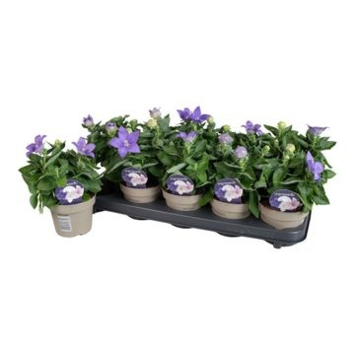 image PLATYCODON GRANDIFLORUM BLEU